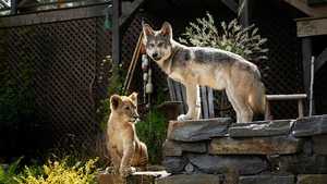 تماشای فیلم زبان اصلی گرگ و شیر The Wolf and the Lion در ژانر درام با زیرنویس فارسی مناسب زبان‌آموزی