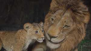 پخش آنلاین یا دانلود فیلم سینمایی موفاسا : شیر شاه Mufasa 2024 با نسخه دوبله فارسی مناسب تماشا به همراه خانواده