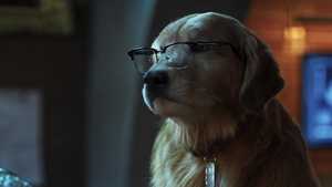 تماشا فیلم گربه ها و سگ ‌ها پنجه های متحد با دوبله فارسی