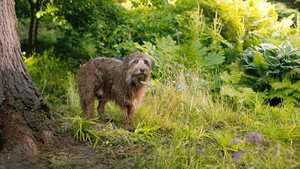 دانلود فیلم جدید سینمایی باغ اسرار آمیز The Secret Garden 2020 با دوبله فارسی کامل