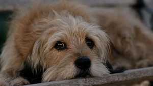 بنجی Benji (2018)