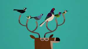 گوزن بی شاخ Spring Jam (2016)