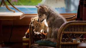 دانلود یا تماشای فیلم سینمایی شیر و گرگ The Wolf and the Lion با زبان اصلی و زیرنویس فارسی مناسب تماشای خانوادگی