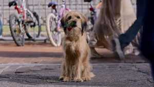 بنجی Benji (2018)