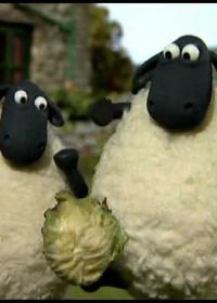 قیافه بره ناقلا