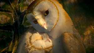 افسانه محافظان: جغدهای گاهول Legend of the Guardians: The Owls of Ga'Hoole (2010)