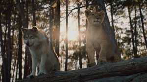 دانلود فیلم هیجانی گرگ و شیر The Wolf and the Lion با زبان انگلیسی و زیرنویس فارسی مناسب تماشا به همراه خانواده