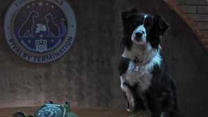 دانلود انیمیشن گربه ها و سگ ها 3 اتحاد پنجه ها 2020 با دوبله فارسی