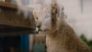 دانلود فیلم سینمایی ماجراجویانه گرگ و شیر The Wolf and the Lion با زیرنویس فارسی و بهترین کیفیت