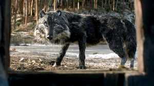 پیتر و گرگ Peter & the Wolf (2006)