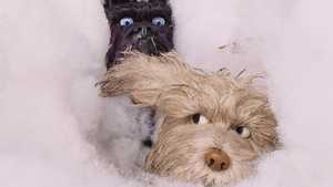 جزیره سگ ها Isle of Dogs (2018)