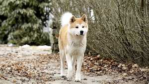 Hachi A Dog's Tale