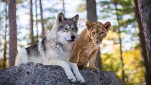 تماشای رایگان فیلم گرگ و شیر The Wolf and the Lion با زبان انگلیسی و زیرنویس فارسی مناسب زبان‌آموزی