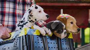 تماشای رایگان فصل اول کارتون توله سگ های شبح  2022 Phantom Pups با دوبله فارسی در ژانر ماجراجویانه