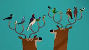 گوزن بی شاخ Spring Jam (2016)