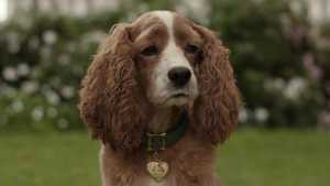 دانلود نسخه دوبله فارسی کامل فیلم سینمایی و رئال بانو و ولگرد Lady and the Tramp سال 2019 مناسب تماشای خانوادگی با کیفیت بالا