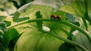 دره مورچه های گمشده Minuscule: Valley of the Lost Ants (2013)