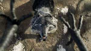 پیتر و گرگ Peter & the Wolf (2006)