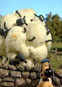 تظاهرات گوسفندها