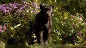 کتاب جنگل The Jungle Book (2016)