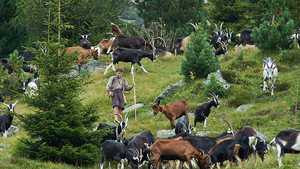 هایدی Heidi (2015)