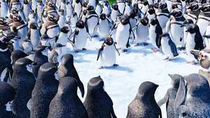 خوش قدم 2 Happy Feet Two (2011)