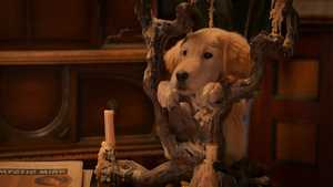 دانلود یا تماشای آنلاین قسمت 1 تا قسمت آخر سریال توله سگ های شبح 2022 Phantom Pups با نسخه دوبله فارسی کامل